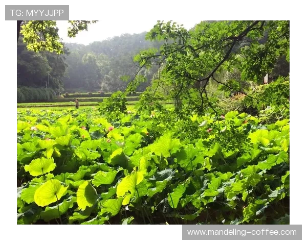 深度对话:陈娜如何在DOTA2世界中追寻梦想与成长 深度对话:陈娜如何在DOTA2世界中追寻梦想与成长