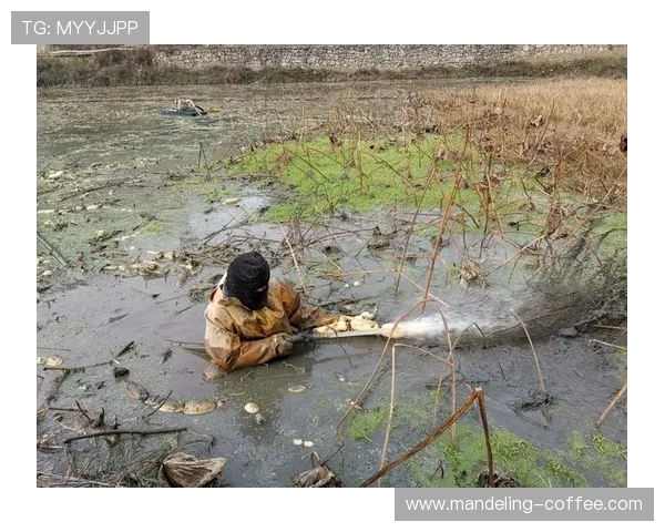 南京飞盘队的拼搏之路：从默默无闻到闪耀赛场的奋斗纪实